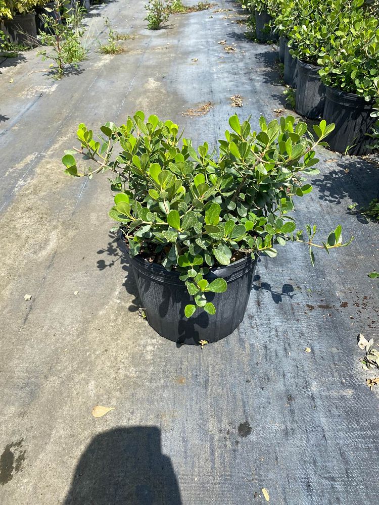 clusia-rosea-nana-dwarf-pitch-apple-autograph-tree