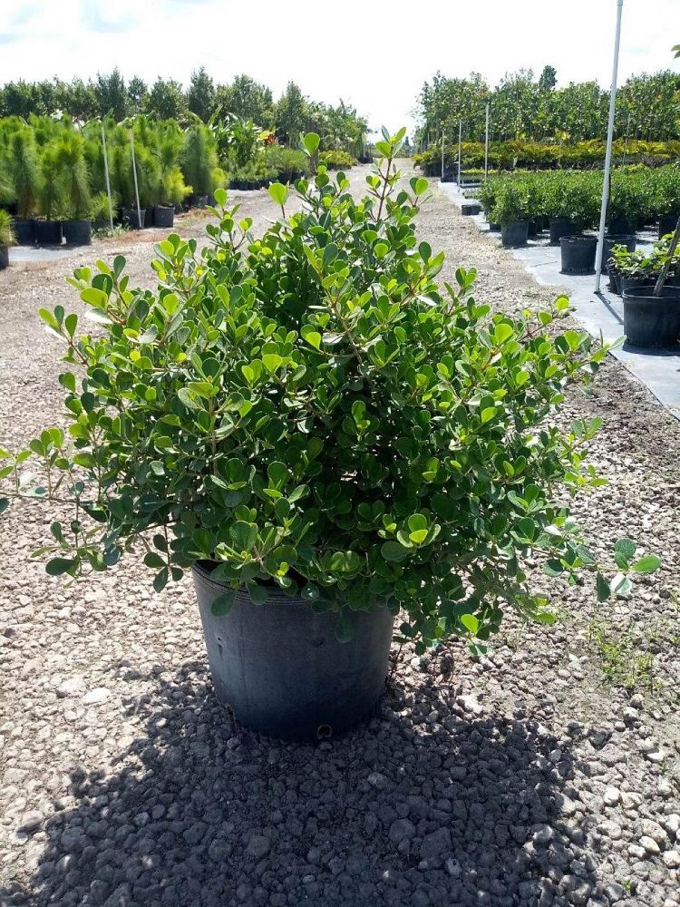 clusia-rosea-nana-dwarf-pitch-apple-autograph-tree