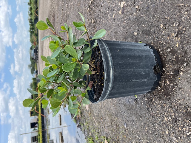 clusia-rosea-nana-dwarf-pitch-apple-autograph-tree