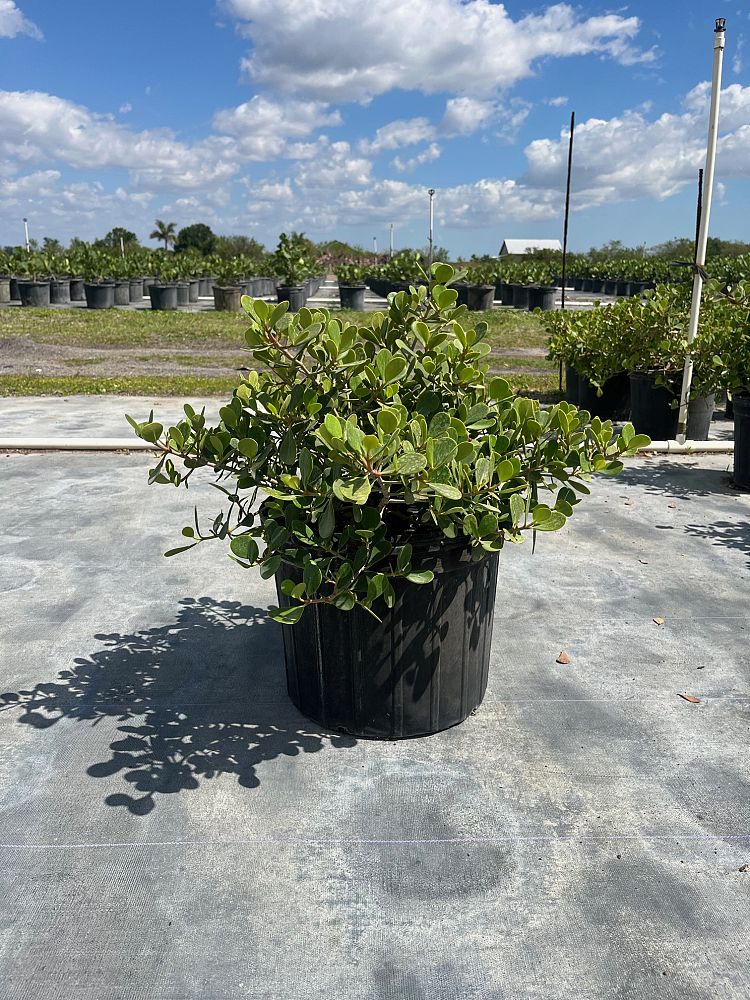 clusia-rosea-nana-dwarf-pitch-apple-autograph-tree