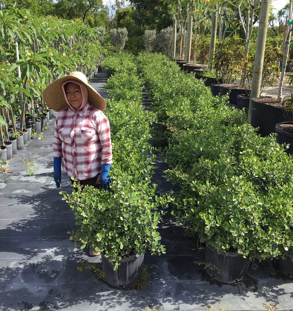 clusia-rosea-nana-dwarf-pitch-apple-autograph-tree