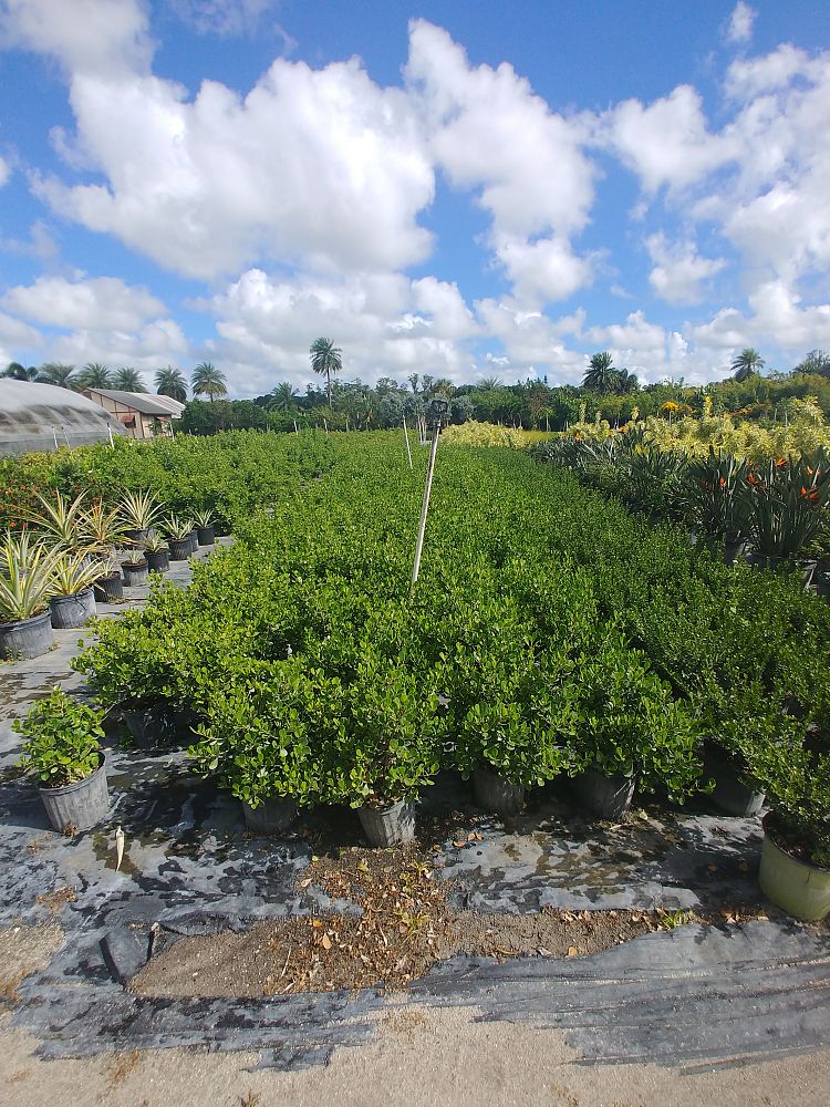 clusia-rosea-nana-dwarf-pitch-apple-autograph-tree