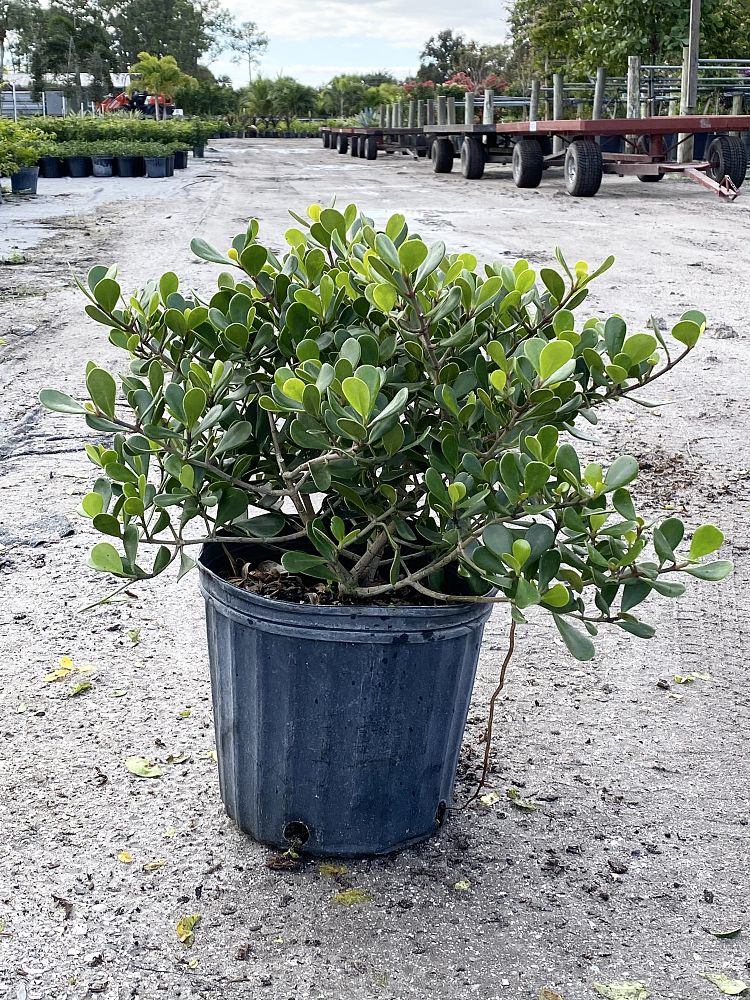 clusia-rosea-nana-dwarf-pitch-apple-autograph-tree