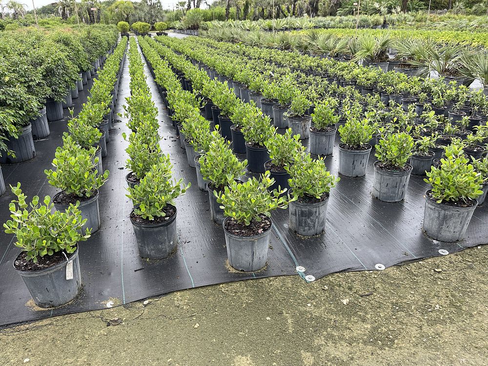 clusia-rosea-nana-dwarf-pitch-apple-autograph-tree