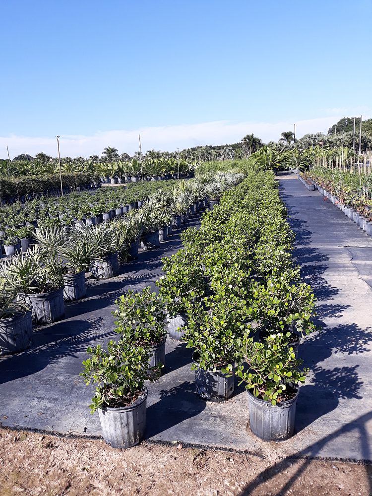 clusia-rosea-nana-dwarf-pitch-apple-autograph-tree