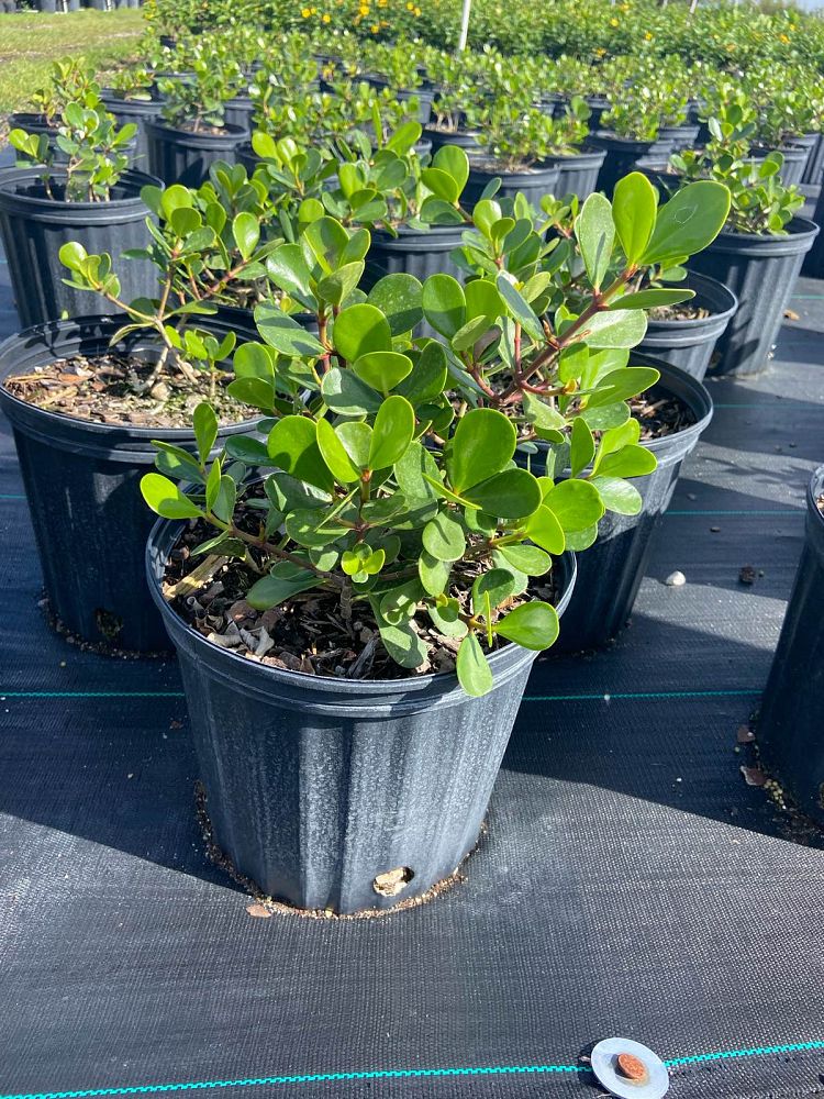 clusia-rosea-nana-dwarf-pitch-apple-autograph-tree