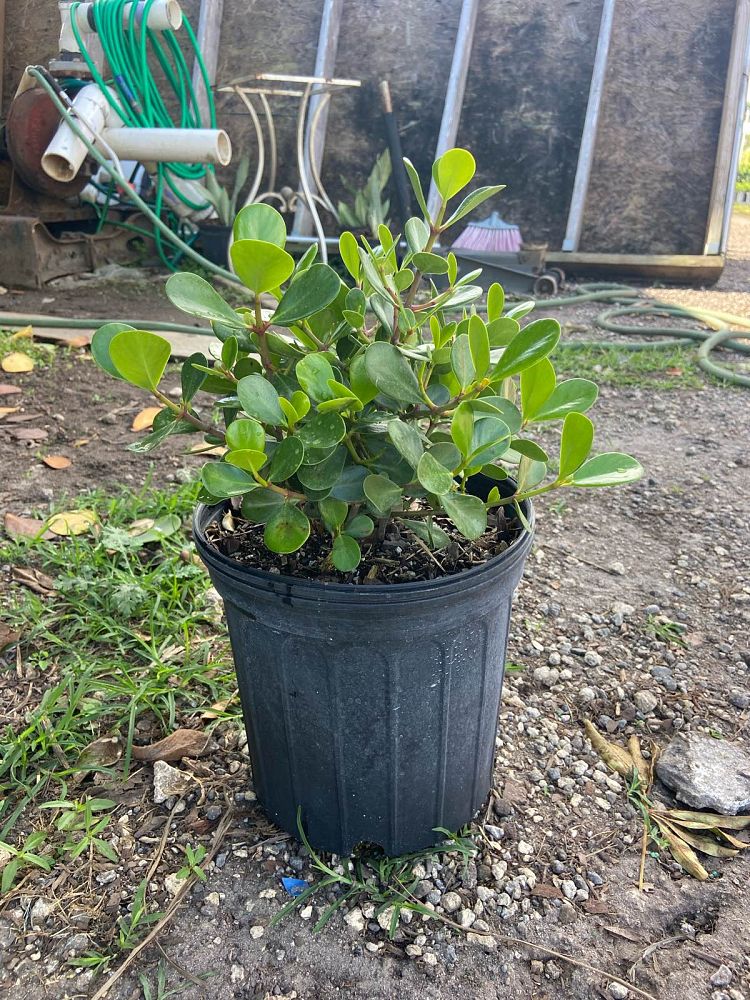 clusia-rosea-nana-dwarf-pitch-apple-autograph-tree