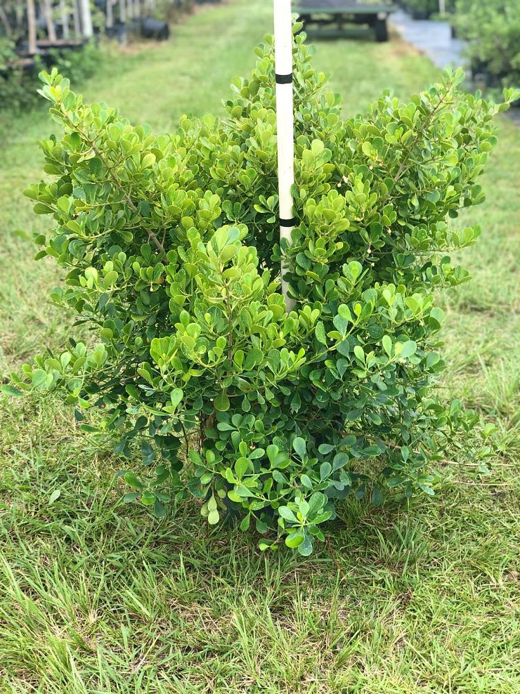 clusia-rosea-nana-dwarf-pitch-apple-autograph-tree