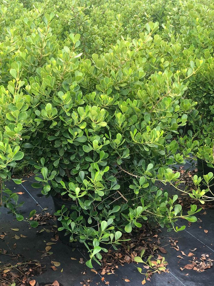 clusia-rosea-nana-dwarf-pitch-apple-autograph-tree