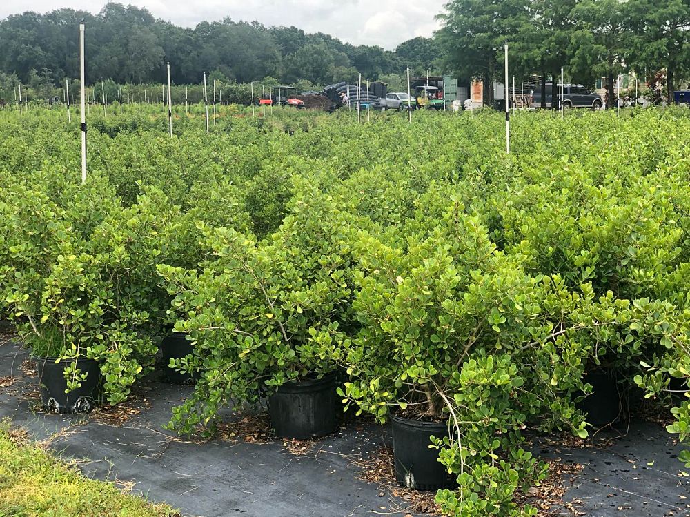 clusia-rosea-nana-dwarf-pitch-apple-autograph-tree