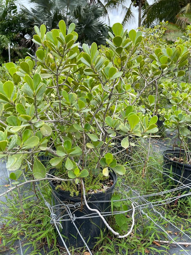 clusia-rosea-nana-dwarf-pitch-apple-autograph-tree