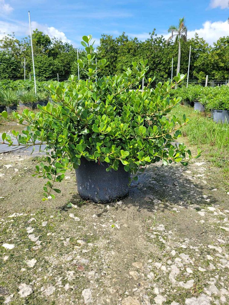 clusia-rosea-nana-dwarf-pitch-apple-autograph-tree