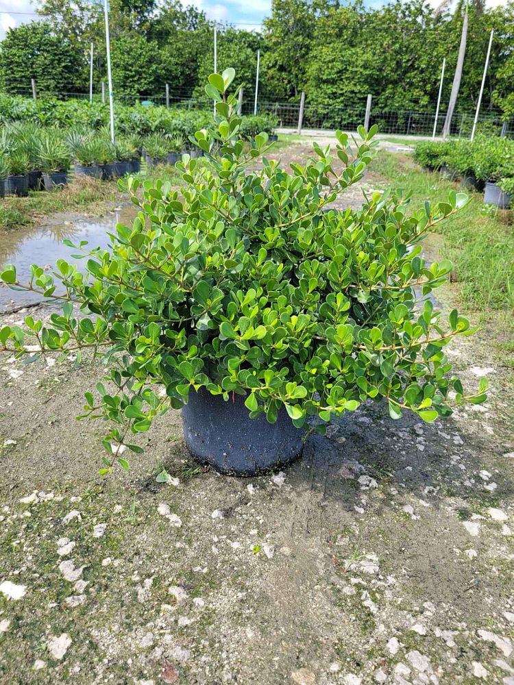 clusia-rosea-nana-dwarf-pitch-apple-autograph-tree