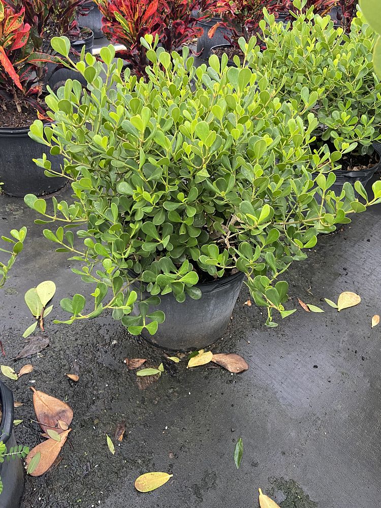 clusia-rosea-nana-dwarf-pitch-apple-autograph-tree