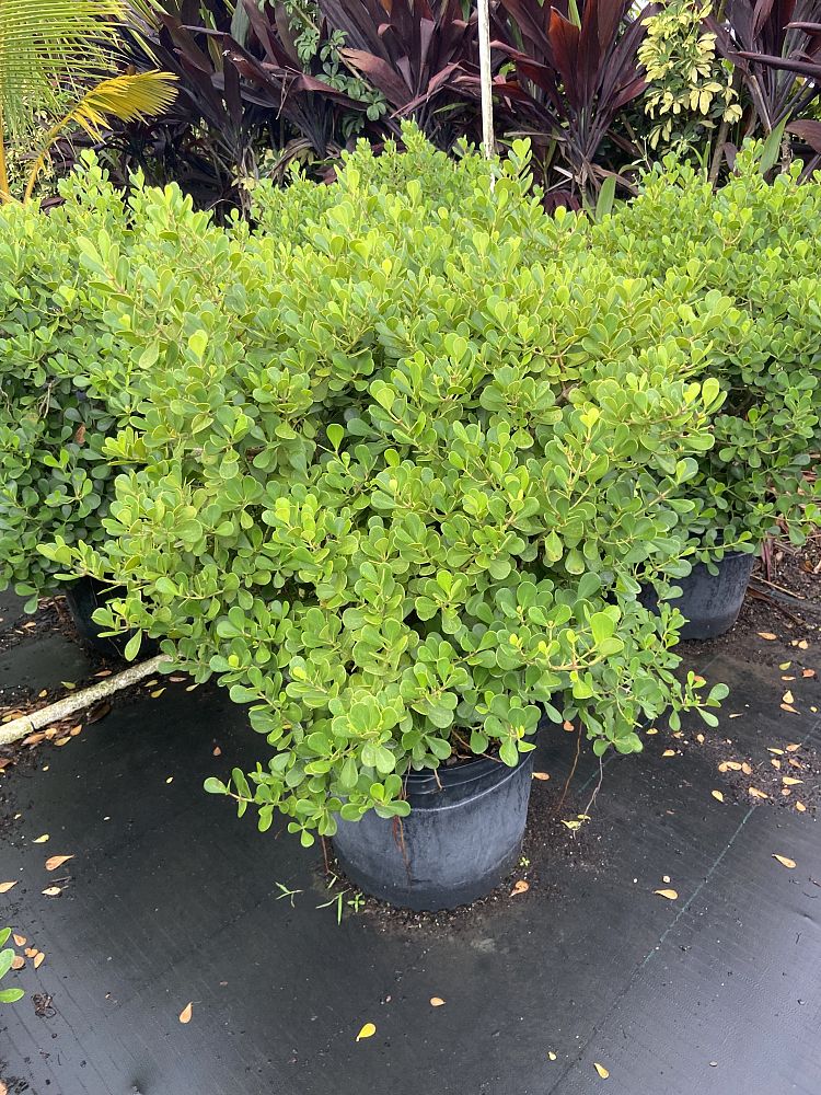 clusia-rosea-nana-dwarf-pitch-apple-autograph-tree