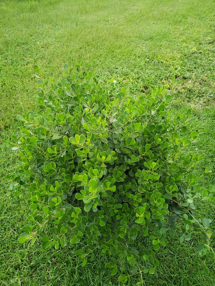 clusia-rosea-nana-dwarf-pitch-apple-autograph-tree