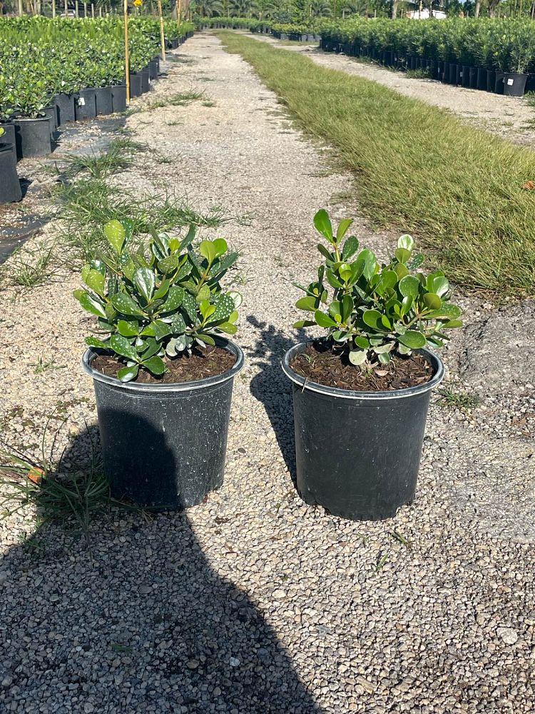 clusia-rosea-nana-dwarf-pitch-apple-autograph-tree