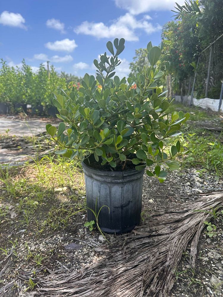 clusia-rosea-nana-dwarf-pitch-apple-autograph-tree