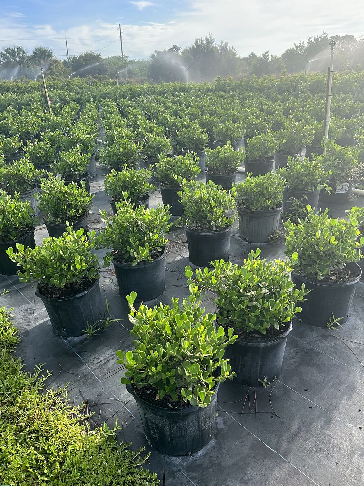 clusia-rosea-nana-dwarf-pitch-apple-autograph-tree