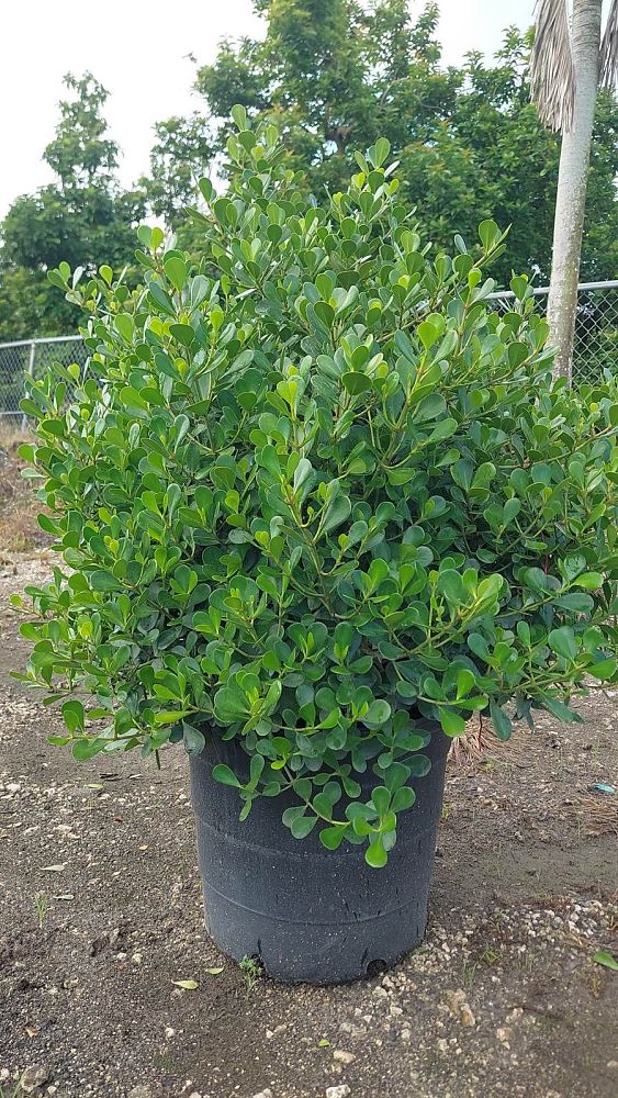 clusia-rosea-nana-dwarf-pitch-apple-autograph-tree