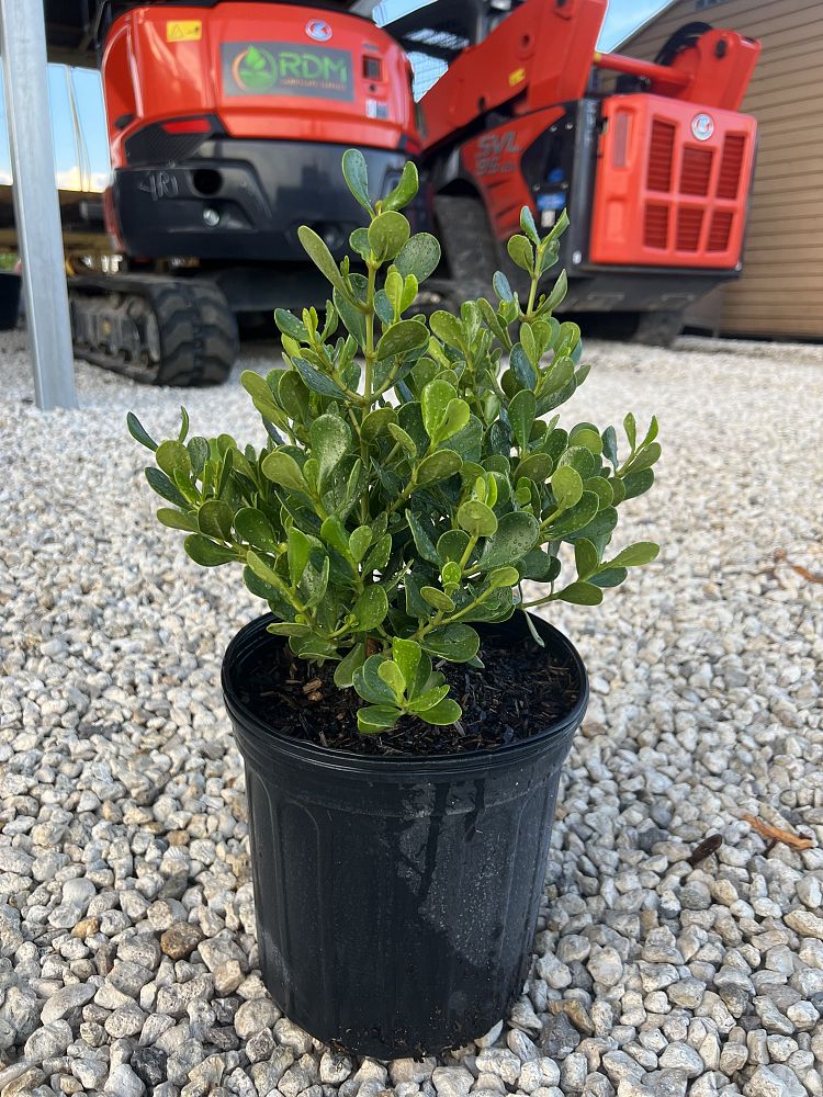 clusia-rosea-nana-dwarf-pitch-apple-autograph-tree