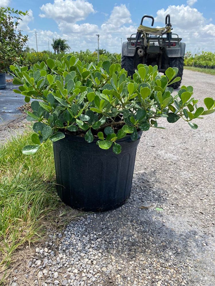 clusia-rosea-nana-dwarf-pitch-apple-autograph-tree