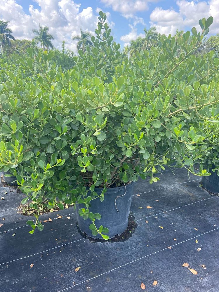 clusia-rosea-nana-dwarf-pitch-apple-autograph-tree