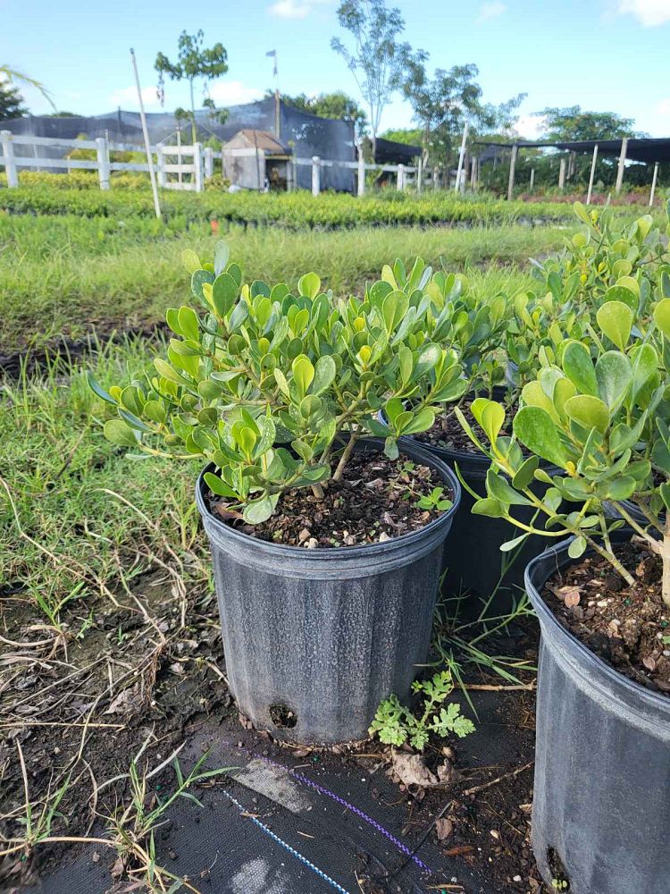 clusia-rosea-nana-dwarf-pitch-apple-autograph-tree