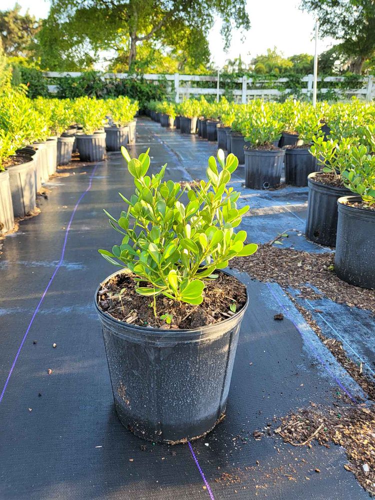 clusia-rosea-nana-dwarf-pitch-apple-autograph-tree