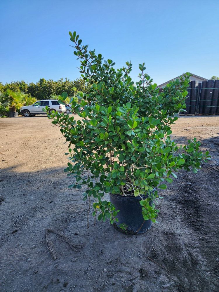 clusia-rosea-nana-dwarf-pitch-apple-autograph-tree