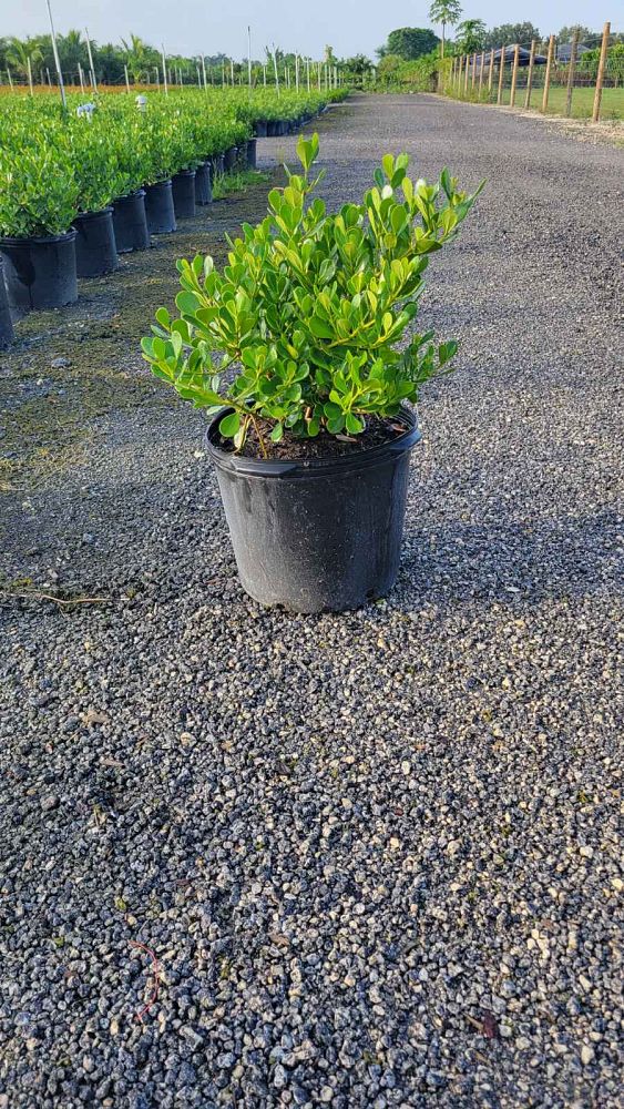 clusia-rosea-nana-dwarf-pitch-apple-autograph-tree