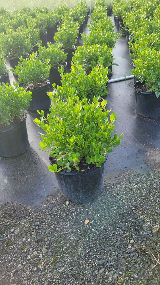 clusia-rosea-nana-dwarf-pitch-apple-autograph-tree