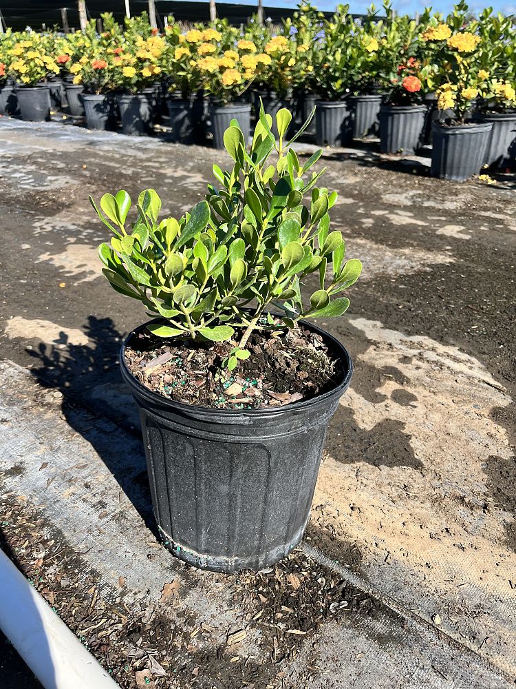clusia-rosea-nana-dwarf-pitch-apple-autograph-tree