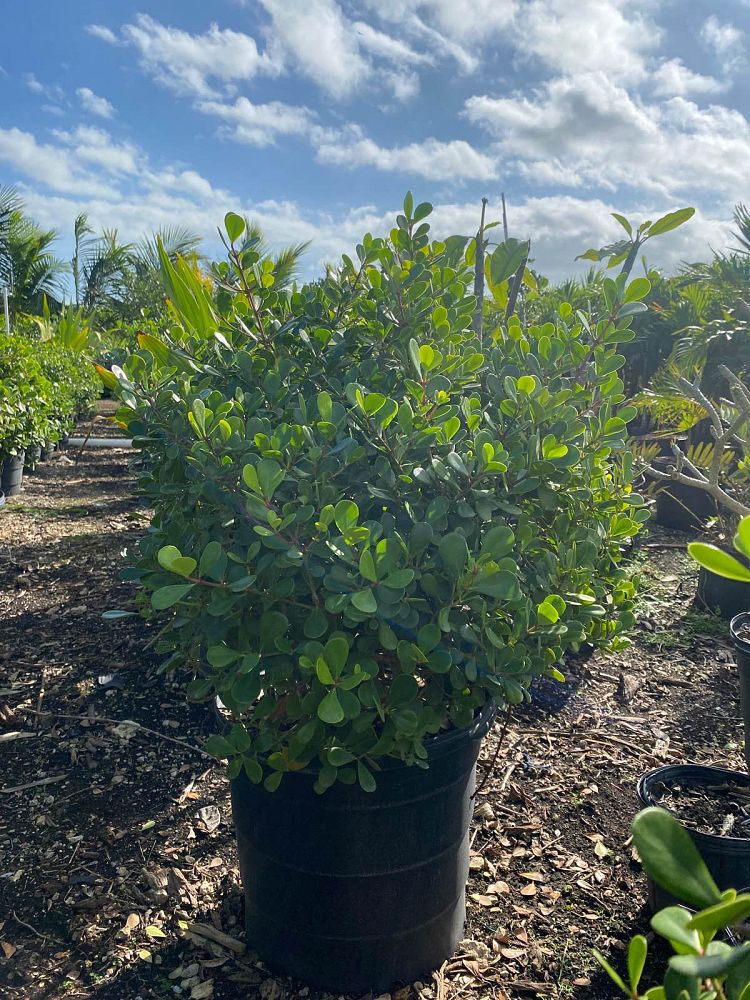 clusia-rosea-nana-dwarf-pitch-apple-autograph-tree