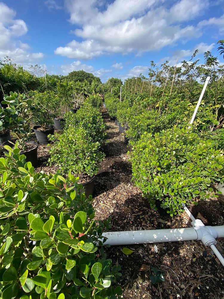 clusia-rosea-nana-dwarf-pitch-apple-autograph-tree