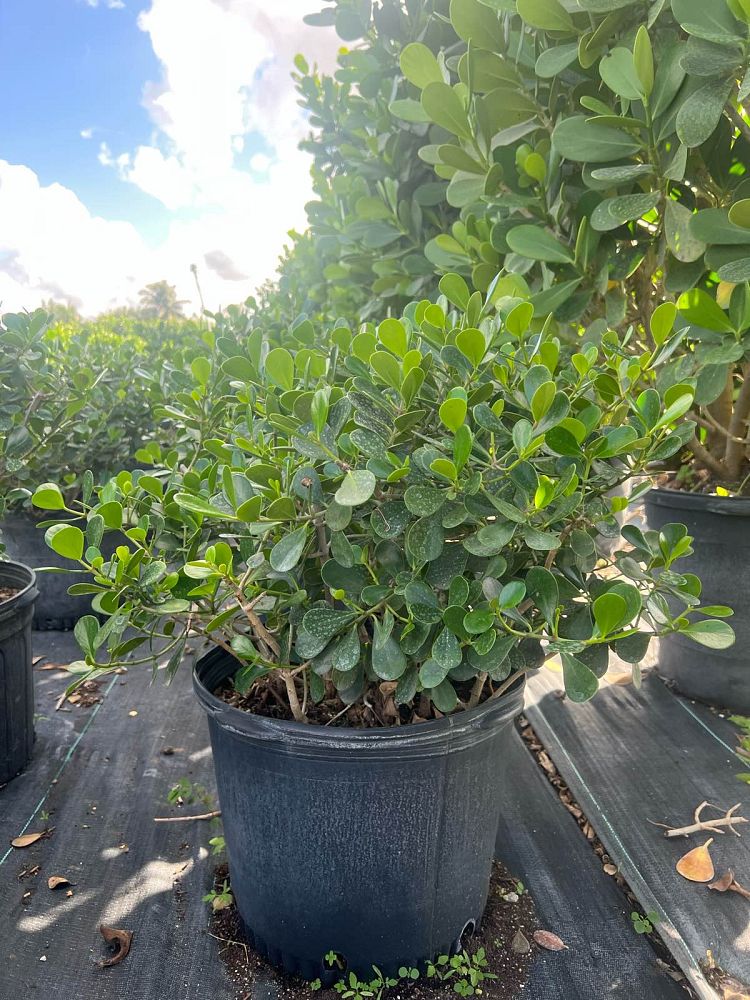 clusia-rosea-nana-dwarf-pitch-apple-autograph-tree