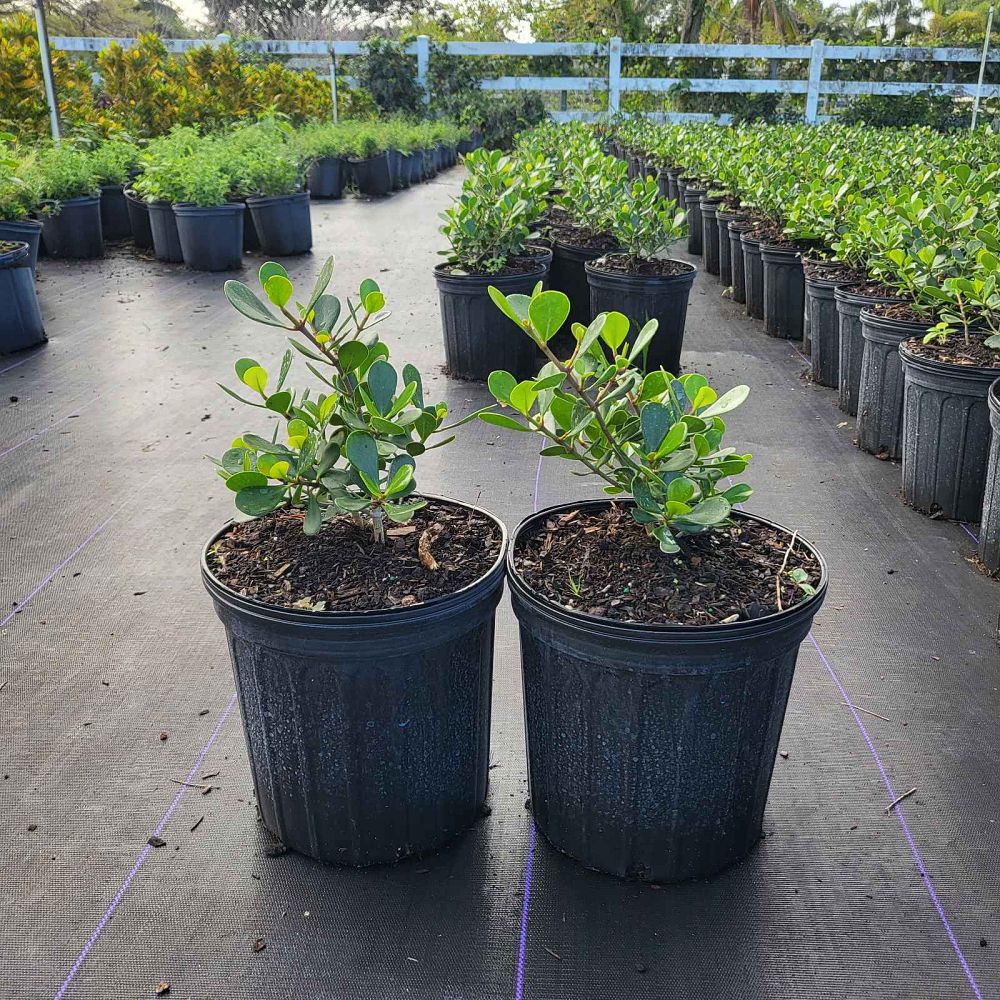 clusia-rosea-nana-dwarf-pitch-apple-autograph-tree