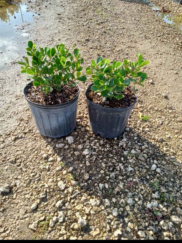 clusia-rosea-nana-dwarf-pitch-apple-autograph-tree