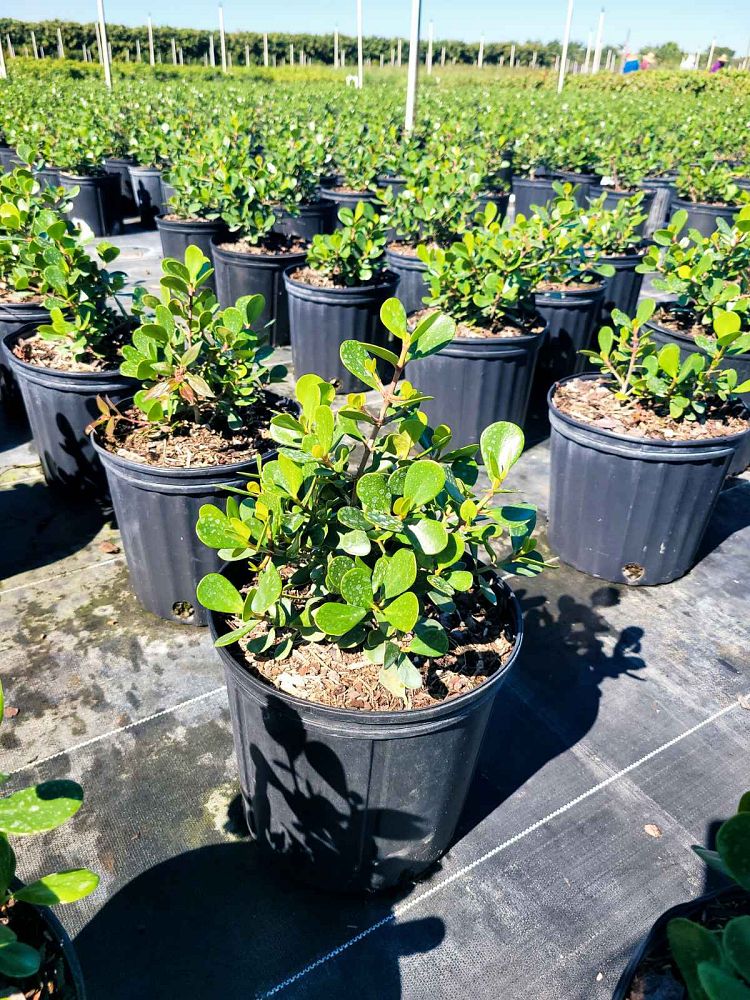 clusia-rosea-nana-dwarf-pitch-apple-autograph-tree