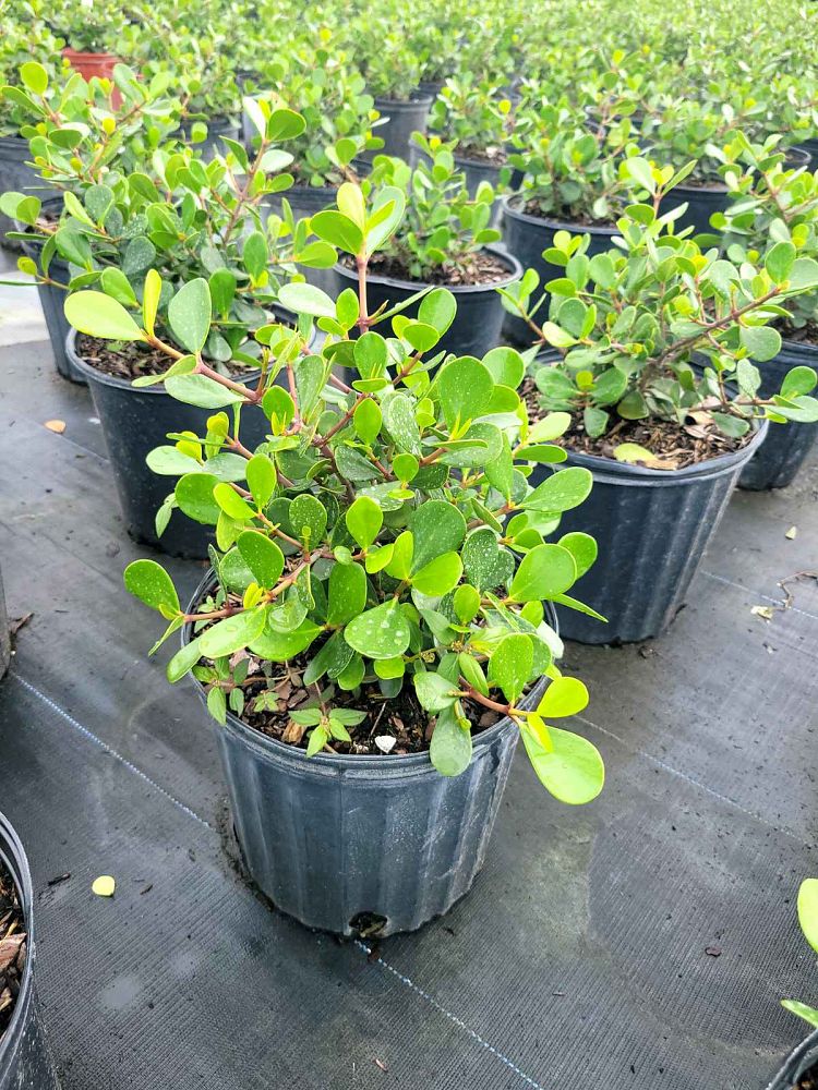 clusia-rosea-nana-dwarf-pitch-apple-autograph-tree