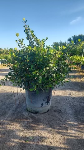 clusia-rosea-nana-dwarf-pitch-apple-autograph-tree