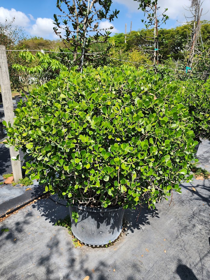 clusia-rosea-nana-dwarf-pitch-apple-autograph-tree