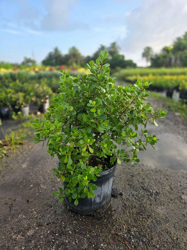 clusia-rosea-nana-dwarf-pitch-apple-autograph-tree