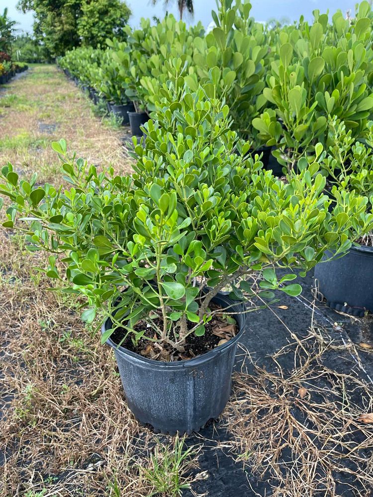 clusia-rosea-nana-dwarf-pitch-apple-autograph-tree