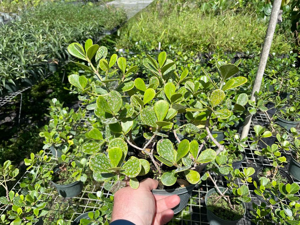 clusia-rosea-nana-dwarf-pitch-apple-autograph-tree