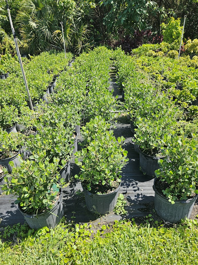 clusia-rosea-nana-dwarf-pitch-apple-autograph-tree
