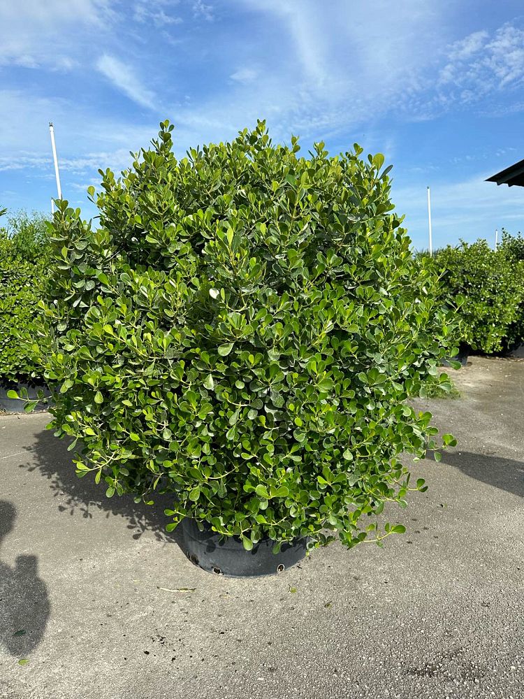 clusia-rosea-nana-dwarf-pitch-apple-autograph-tree
