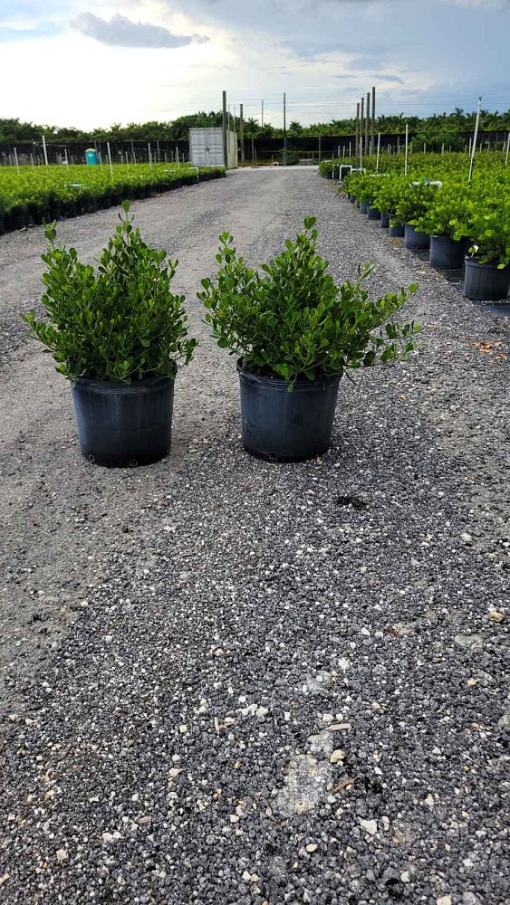 clusia-rosea-nana-dwarf-pitch-apple-autograph-tree