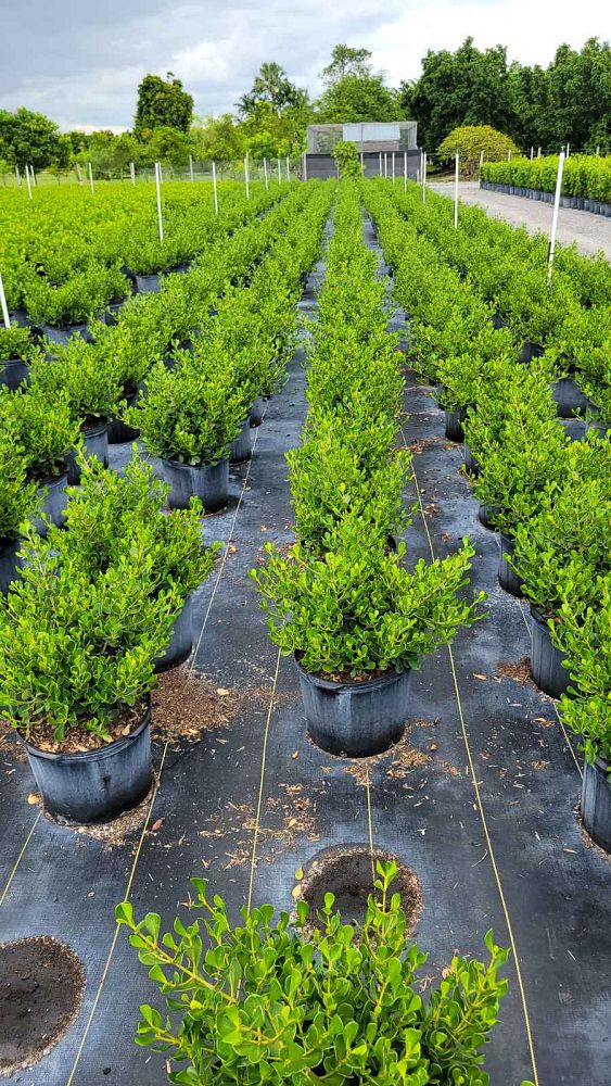 clusia-rosea-nana-dwarf-pitch-apple-autograph-tree