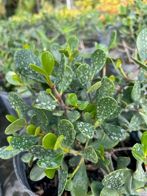 clusia-rosea-nana-dwarf-pitch-apple-autograph-tree